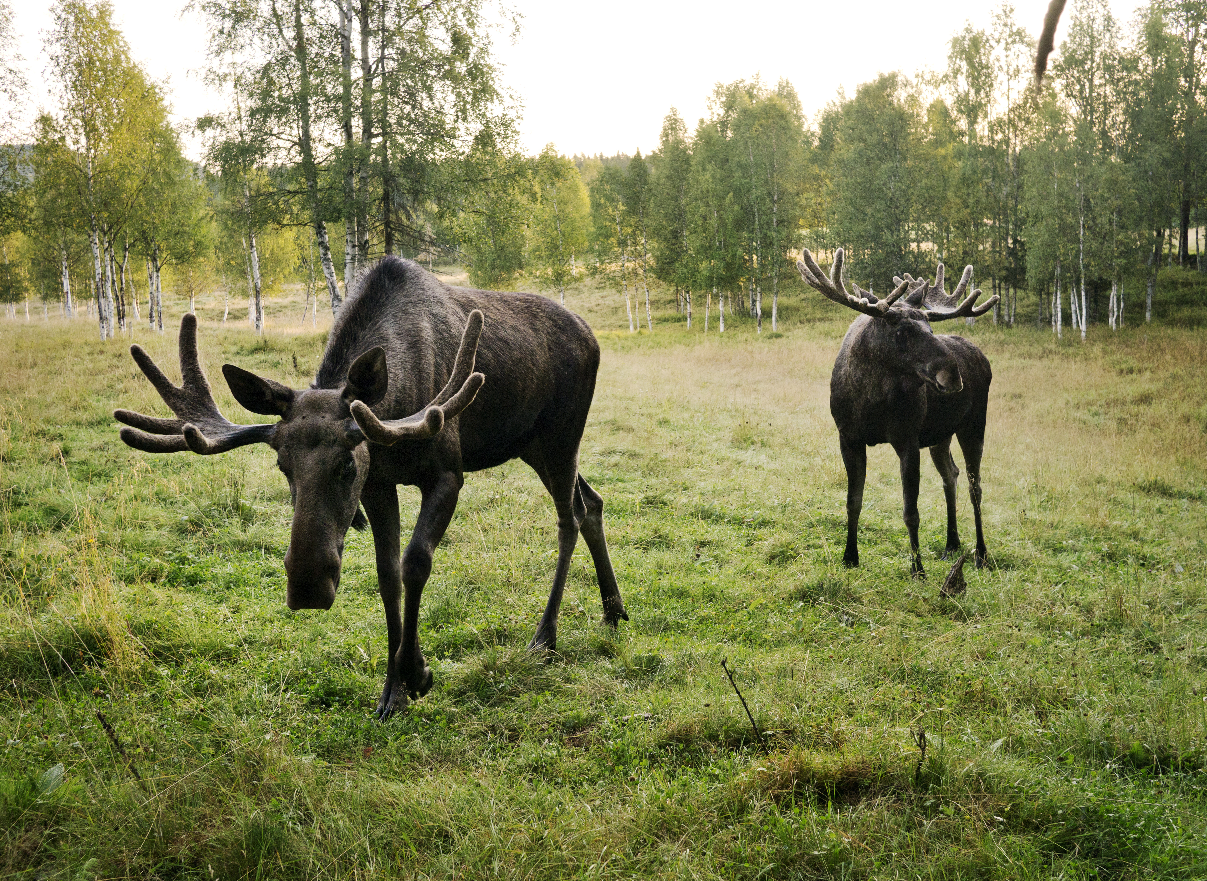 Rondreis Zweden & Finland