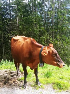 Wandelvakantie : Lechweg augustus 2024