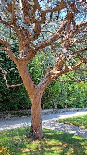 Lago Maggiore: juli 2026